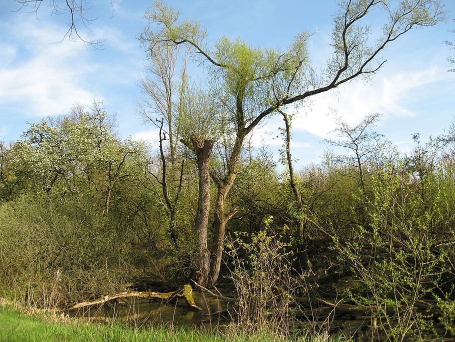 tree, nature, spring, plant, sky, growth, beauty in nature HD wallpaper