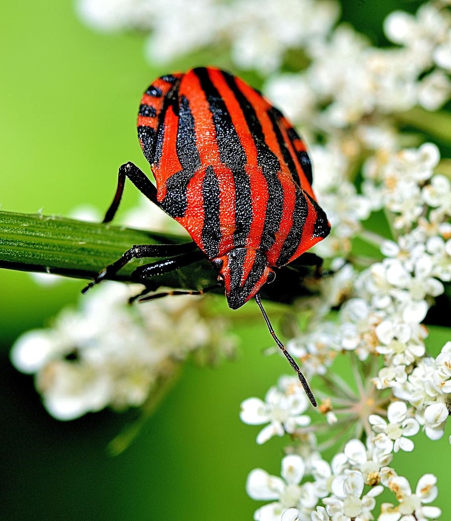 insect, macro, invertebrate, animal, animal themes, animal wildlife HD wallpaper