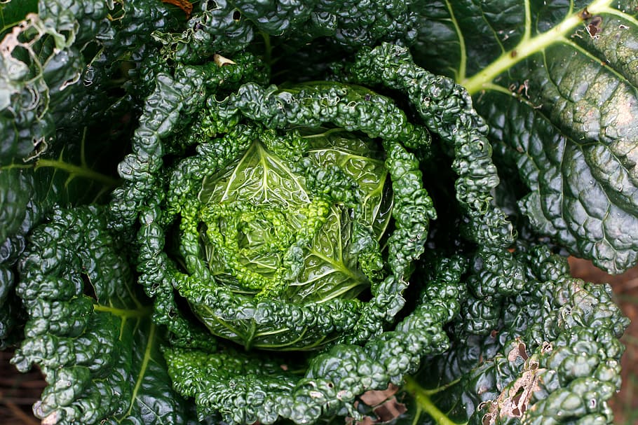 kale, bio, healthy, frisch, plant, herb, leaves, green, edible, HD wallpaper