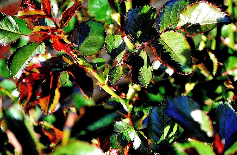 Thorns, Branches, Section, Leaves, spring, plant, green color HD wallpaper