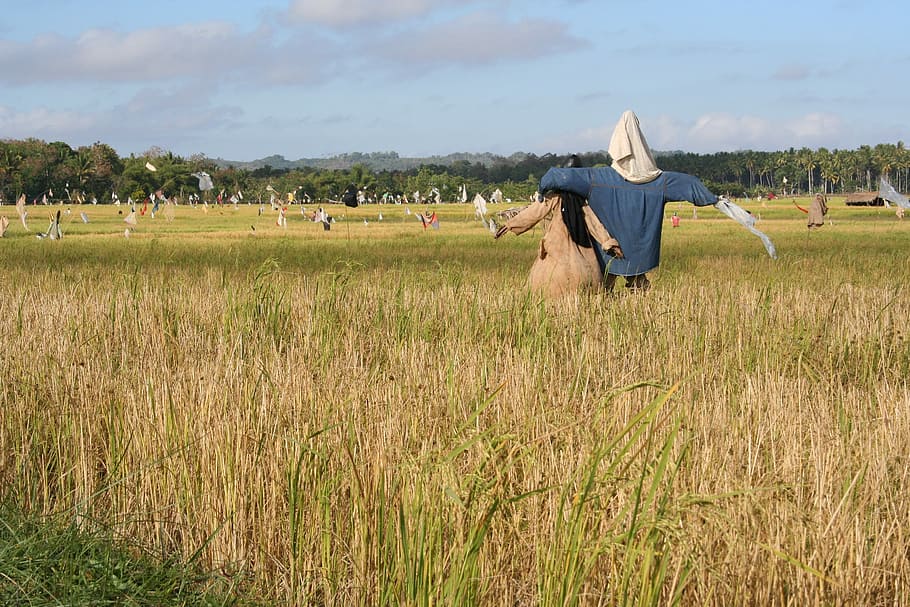 Scarecrow, Straw Man, Boggle, Bogle, rice field, agriculture HD wallpaper