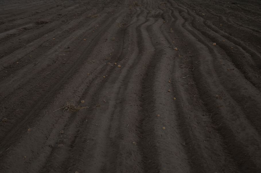 Potato filed, cultivated brown soil, field, acre, wavy lines