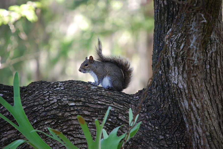 Squirrel, Tree, Branch, Wild, Nature, animal, fur, tail, florida HD wallpaper