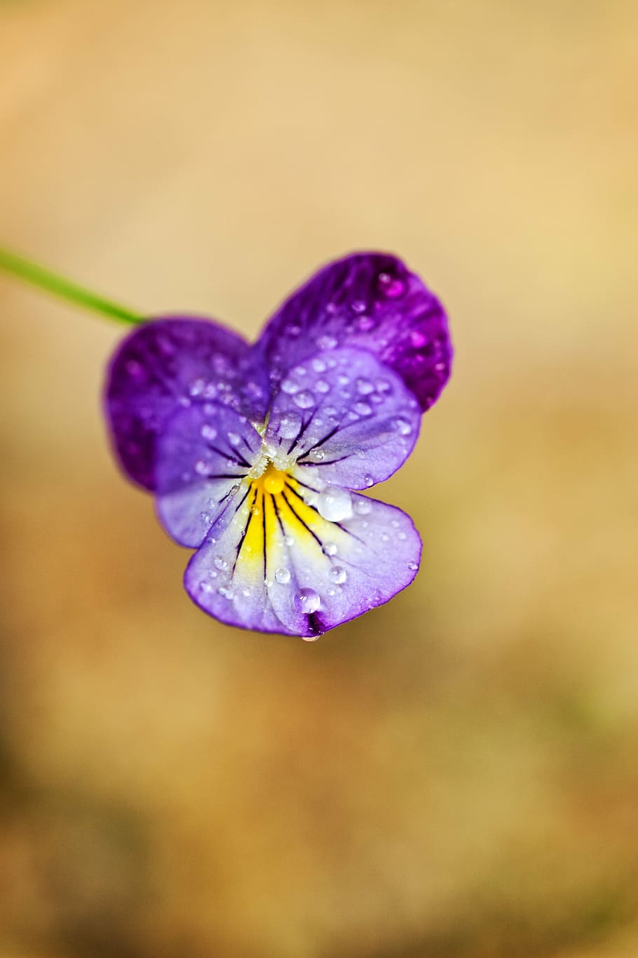 macro, flower, tiny, nature, colorful, summer, bloom, blossom HD wallpaper