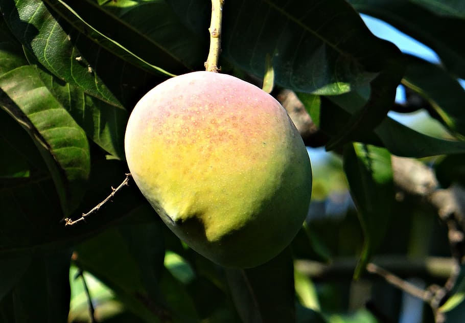 mango, mango tree, ripe, fruit, dharwad, india, food, nature HD wallpaper