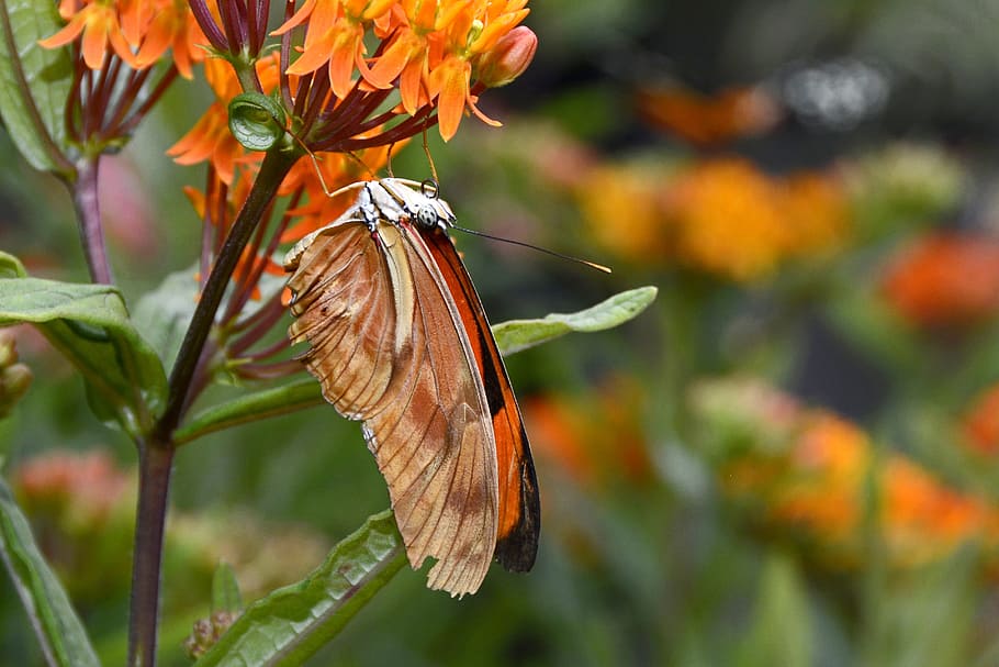 Butterfly, Insect, Wing, Eyes, animal, black, orange, suction nozzles, HD wallpaper