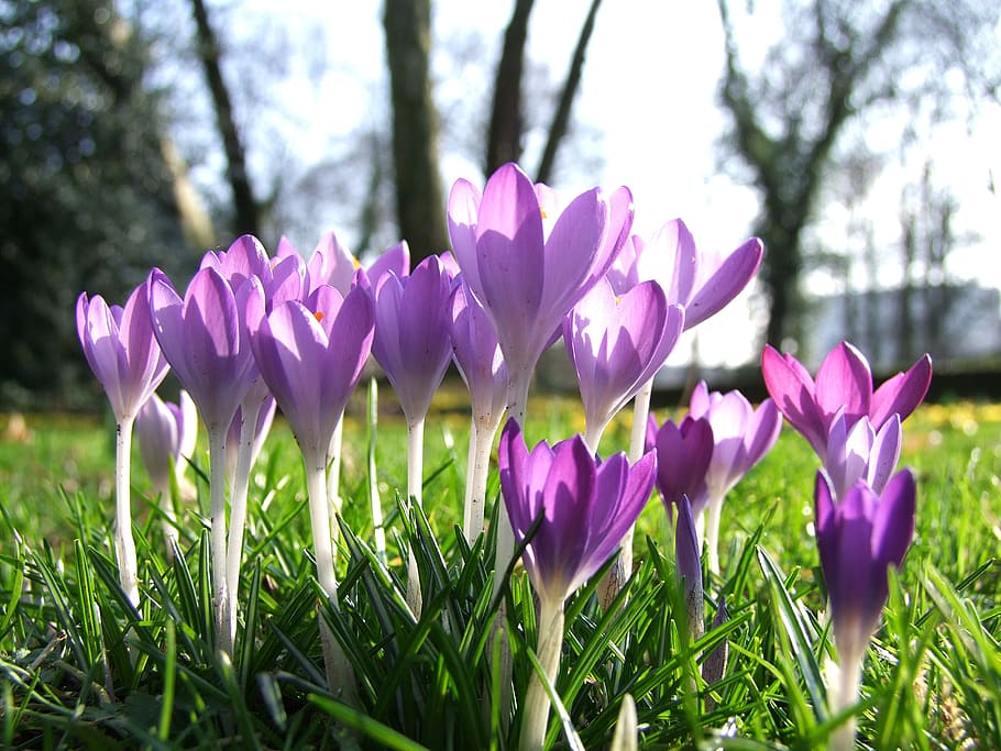 flowers, crocus, spring, park, garden, düsseldorf, february HD wallpaper