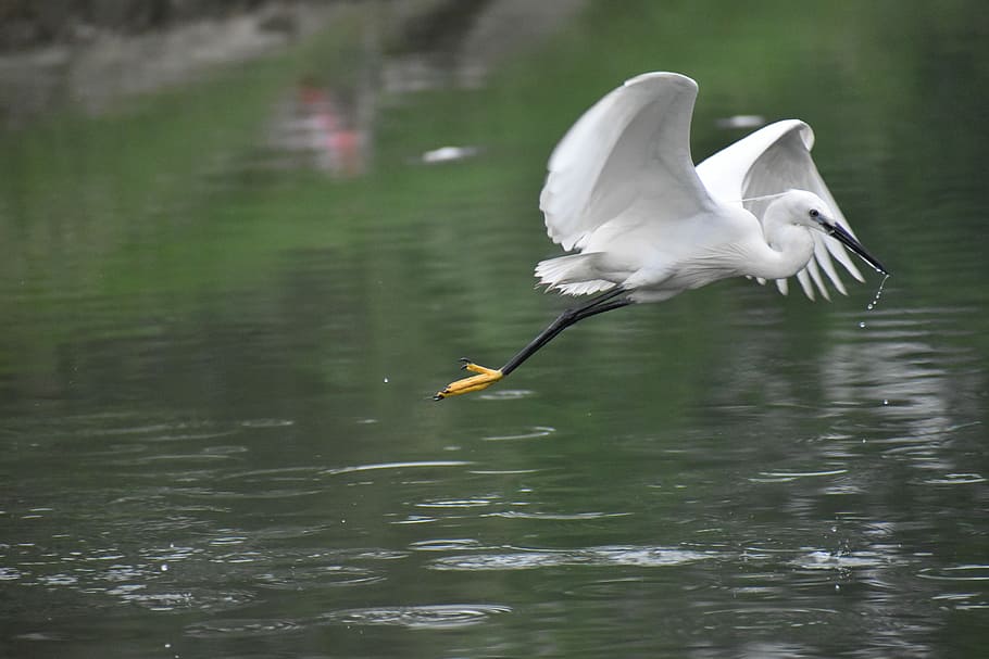 Flying Siberian Crane, White Bird, huge wings, animals in the wild