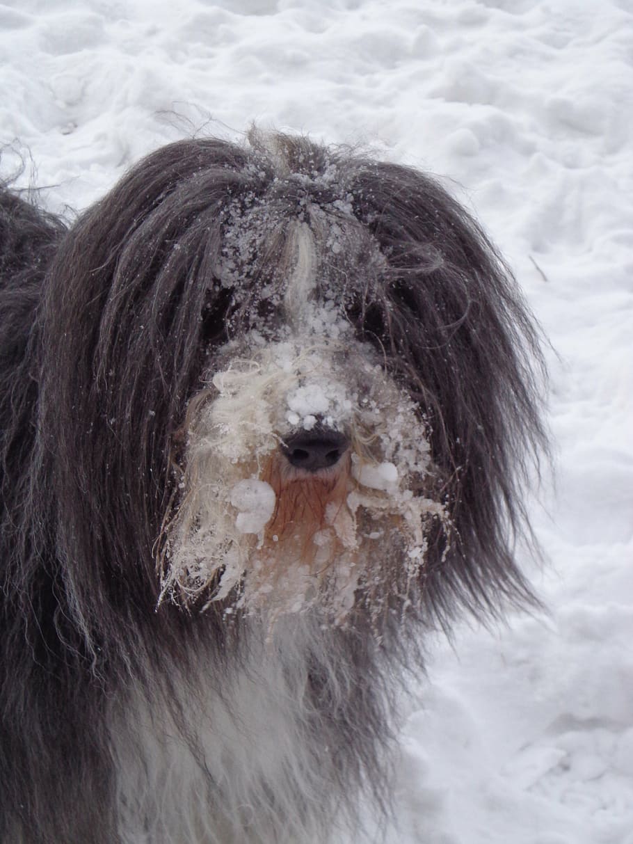 portrait, head, dog, winter, snow, cold temperature, one animal HD wallpaper