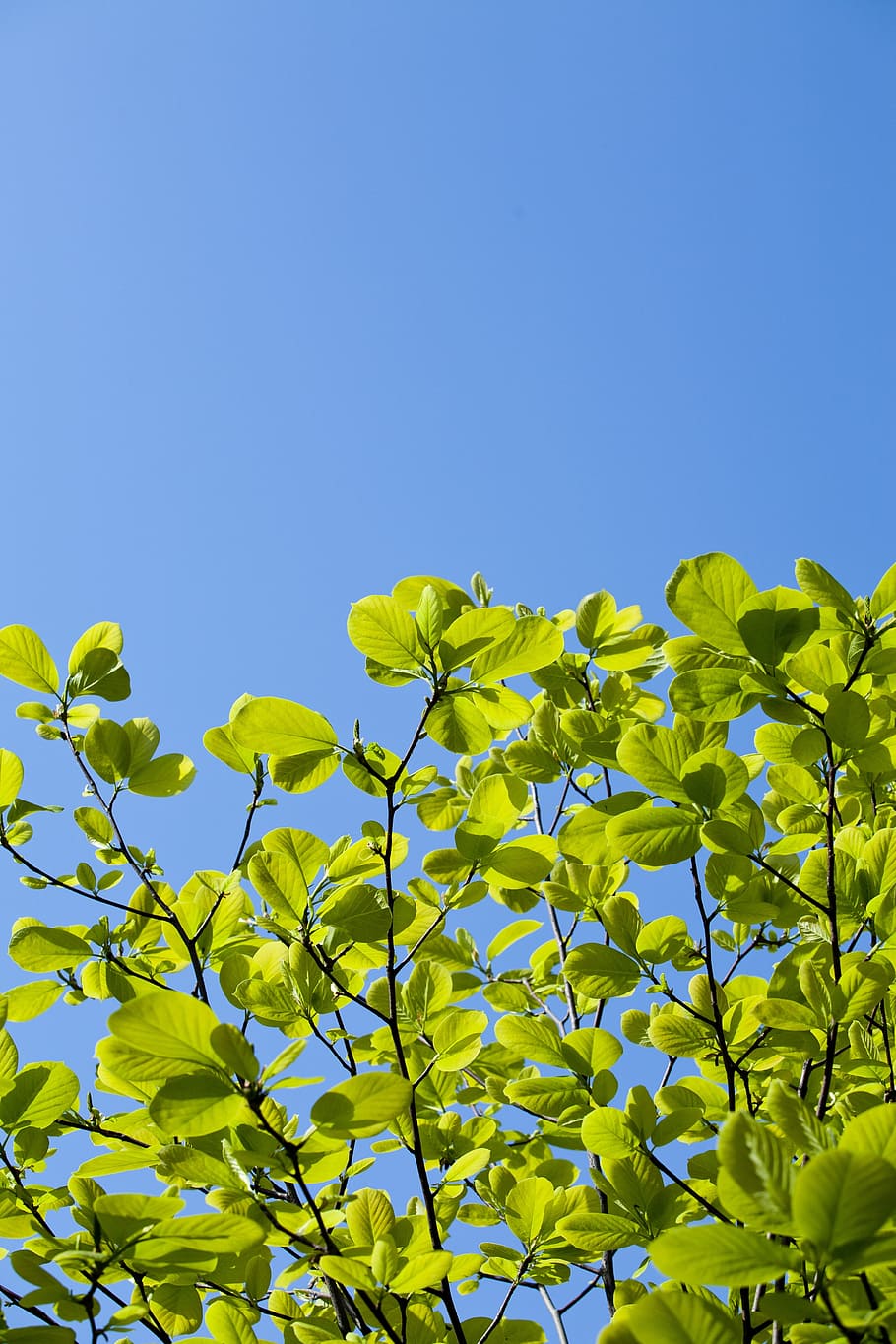 bud, leaf, green, spring, plants, nature, greenery, wood, state of the union HD wallpaper