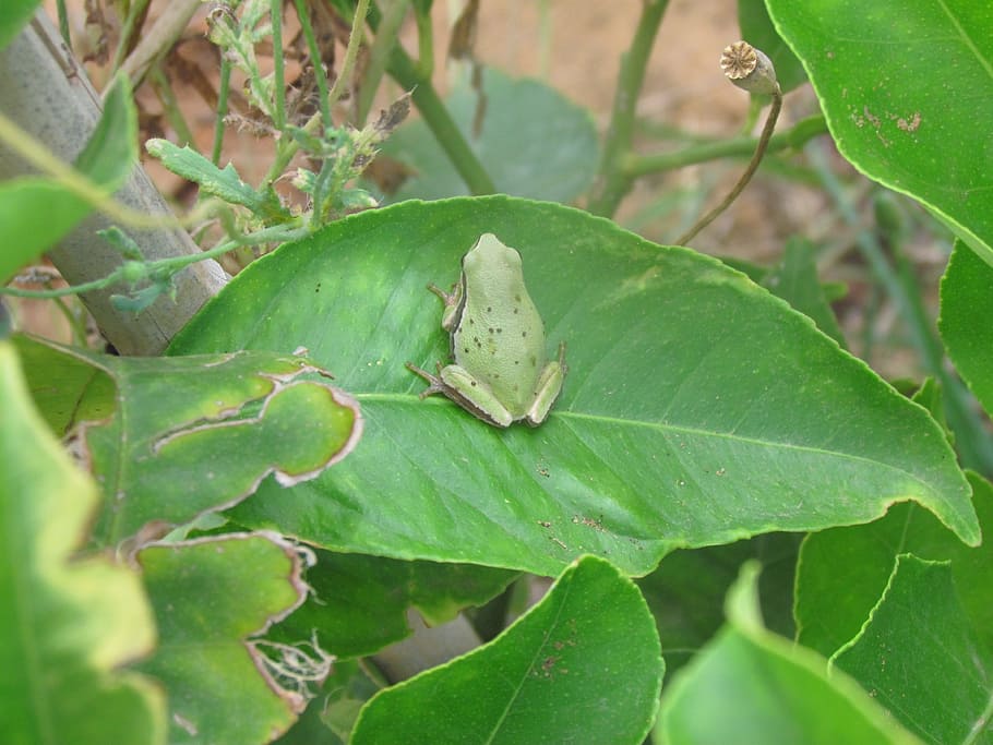 frog, leaf, green, plant part, green color, close-up, animal themes HD wallpaper