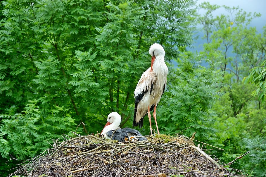 Storks, Nest, Birds, Breed, storchennest, stork couple, animal themes