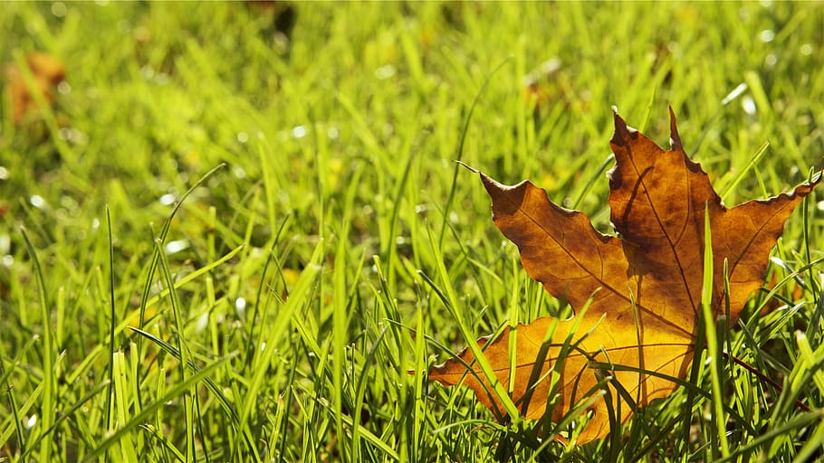 grass, maple, leaf, lawn, autumn, nature, green, season, natural HD wallpaper