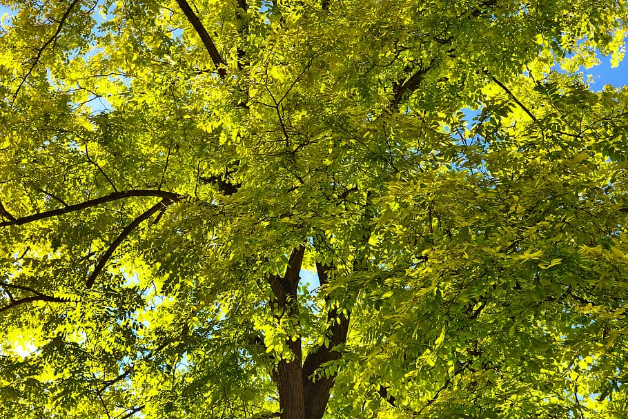 tree, tree top, branches, foliage, leaves, green, spring, lush HD wallpaper