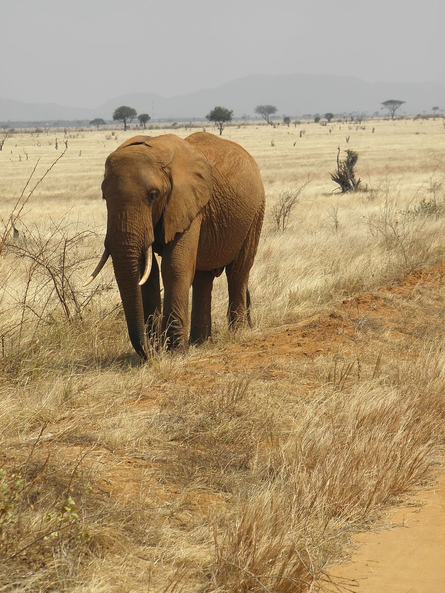 elephant, wild, kenya, wildlife, nature, animal, safari, mammal, HD wallpaper