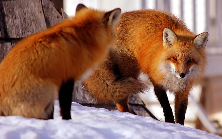 two brown Fox near brown wooden frame during daytime, red, snow HD wallpaper