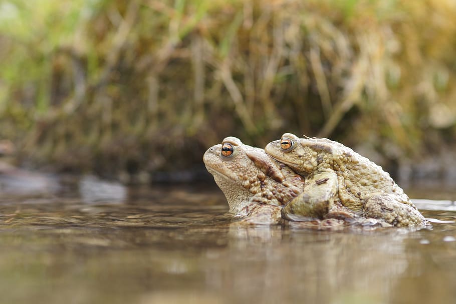 mating, frog, toad, nature, water, splash, pond, love, couple HD wallpaper