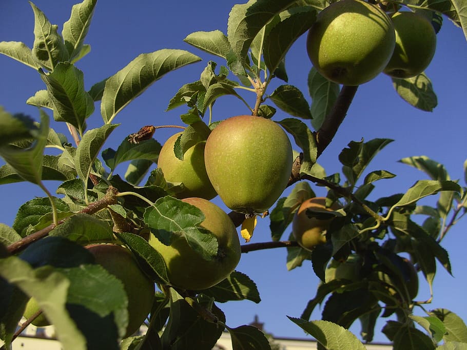 apple, tree, apple tree, kernobstgewaechs, green apple, fruit HD wallpaper