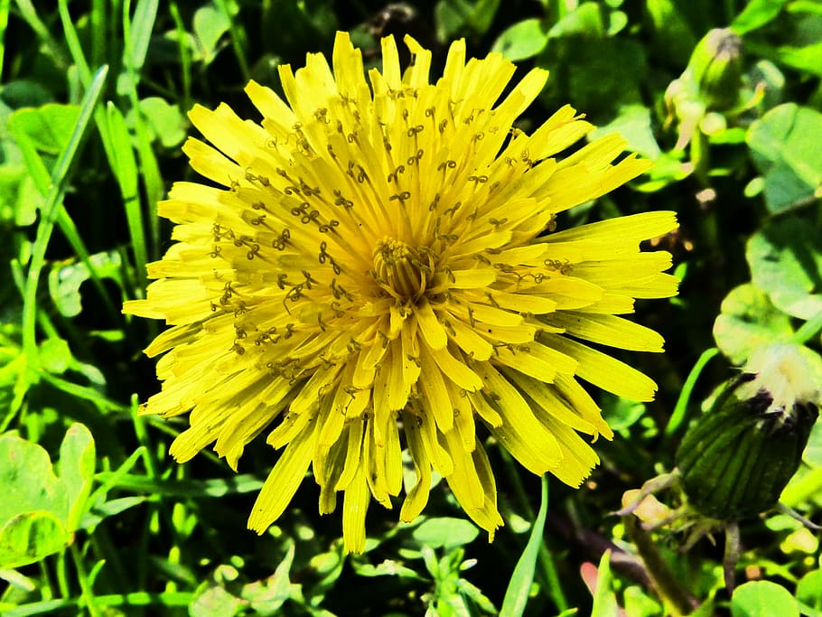 dandelion, blossom, bloom, flower, yellow, spring, flowering plant HD wallpaper