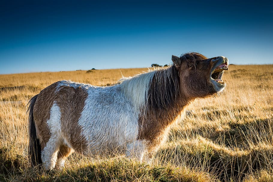 brown and white cow, white and brown horse howling in grass field HD wallpaper