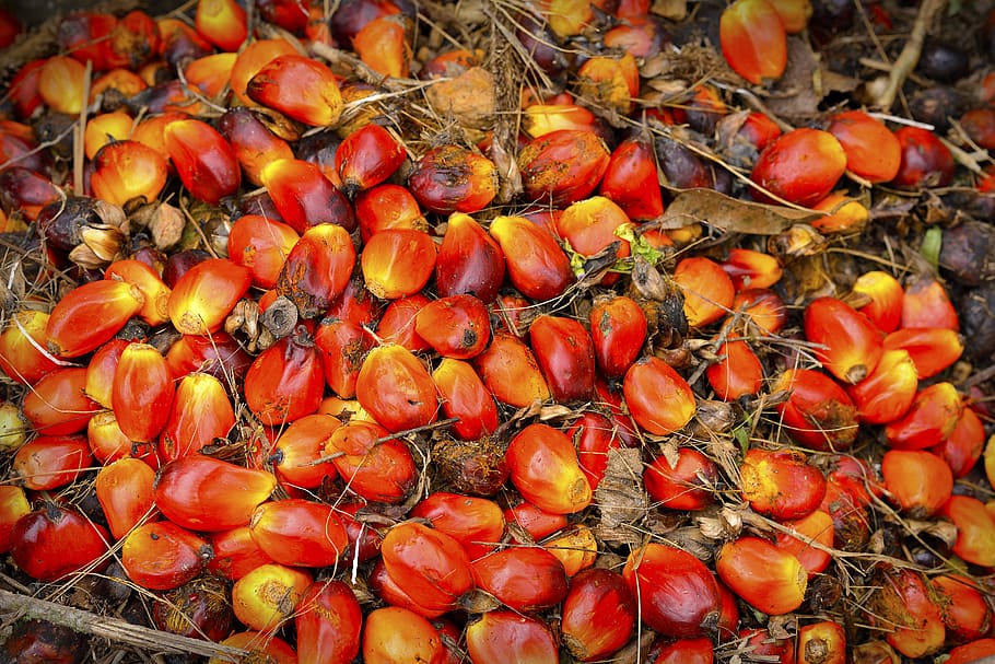 palm, oil, fruit, background, ripe, red, produce, agriculture