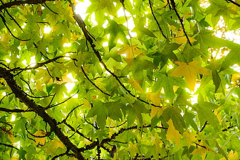 green leaf tree, sun, burst, forest, light, sunlight, shine HD wallpaper