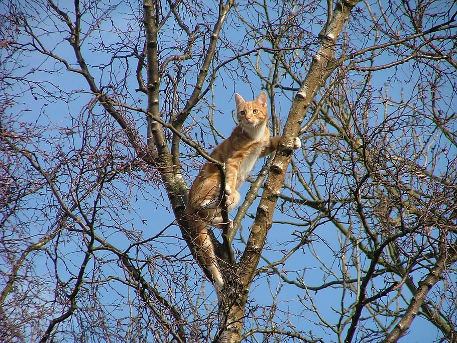 cat, ginger, tree, stuck, blue sky, animal themes, branch, mammal HD wallpaper