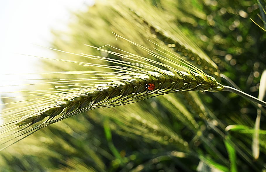 bug, wheat, leaves, nature, insect, plant, macro, summer, agriculture, HD wallpaper