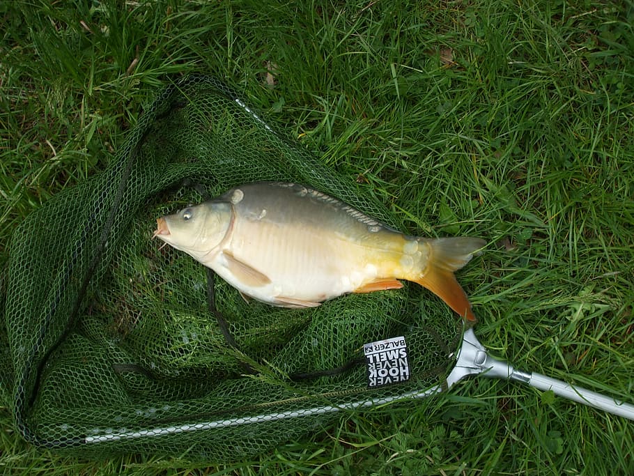 gray and yellow fish, carp, network, animal, fishing, grass HD wallpaper