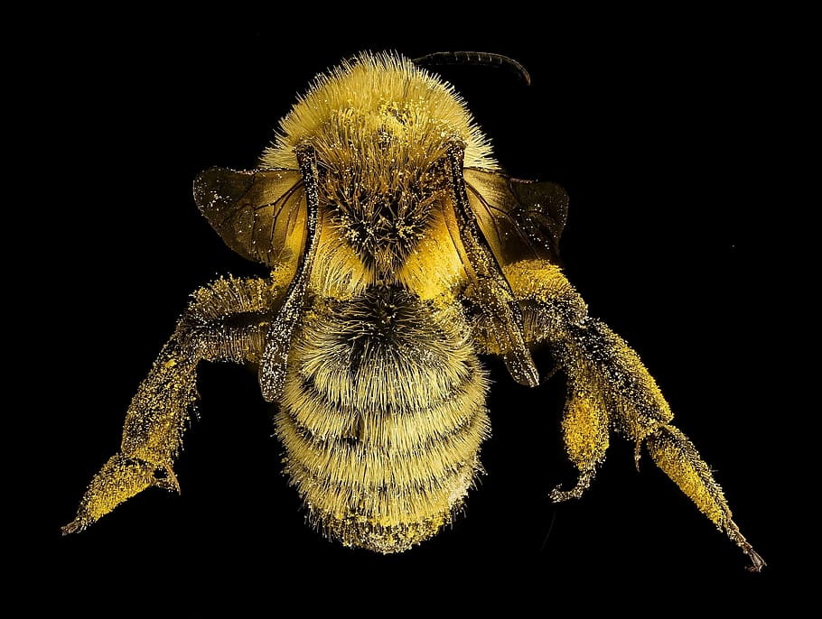 yellow and black bumble bee in macro photography, mining bee HD wallpaper