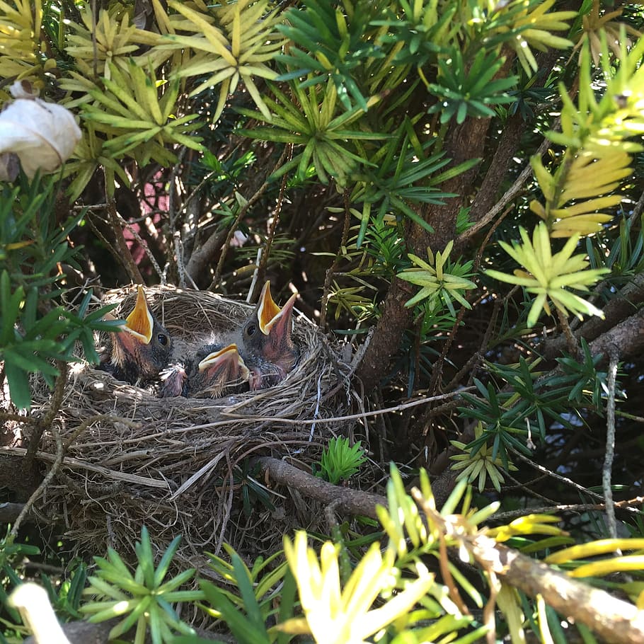 Plant nest. Птичье гнездо растение. Robin птица гнездо. Гнезда птиц в Сосновом лесу. Алкион животное гнездо в море.