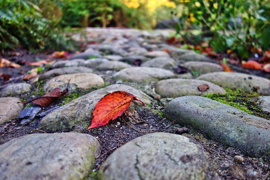 cobblestone, footpath, park, leaf, cobbled, surface, walkway HD wallpaper