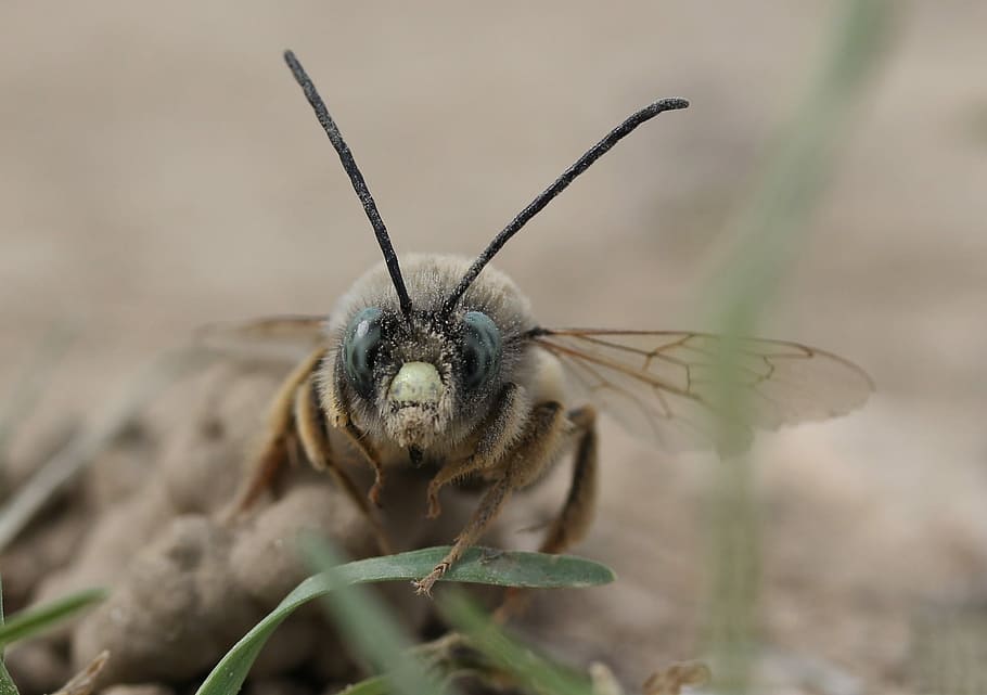 bee, insecta, macro, wild, ground, nature, detail, wings, one animal HD wallpaper