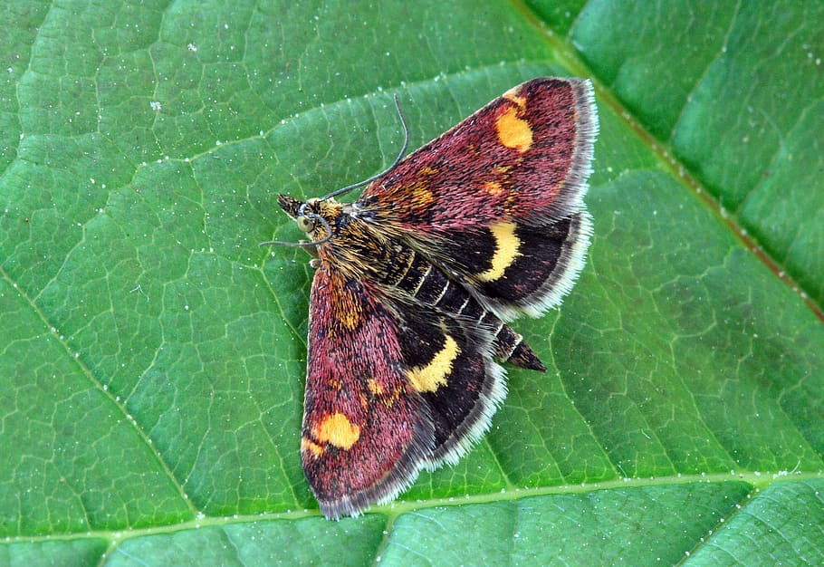 Moth, Macro, Insect, Lepidoptera, invertebrate, striped, outdoors HD wallpaper