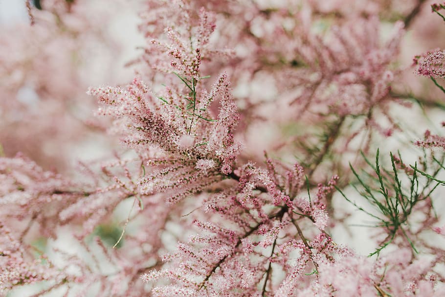 Tree bloom in early Spring, flowers, background, nature, pink, HD wallpaper