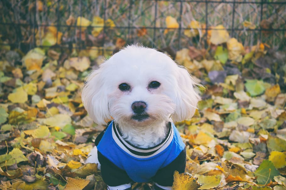 maltese dog, white, animal, cute, autumn, foliage, leaf, one animal, HD wallpaper