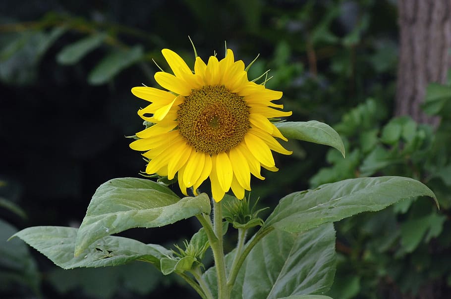 1500x500px | free download | HD wallpaper: sunflower, wind, yellow