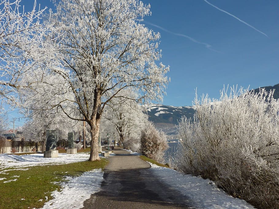 wintry, snow, tree, winter, cold, hiking, winter magic, plant HD wallpaper