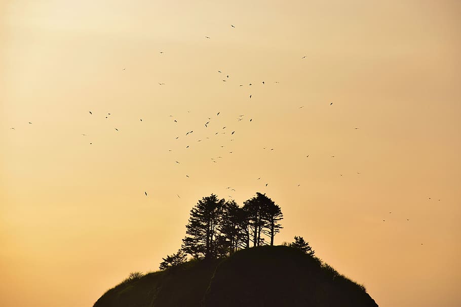 silhouette of trees on hill, silhouette photography of trees