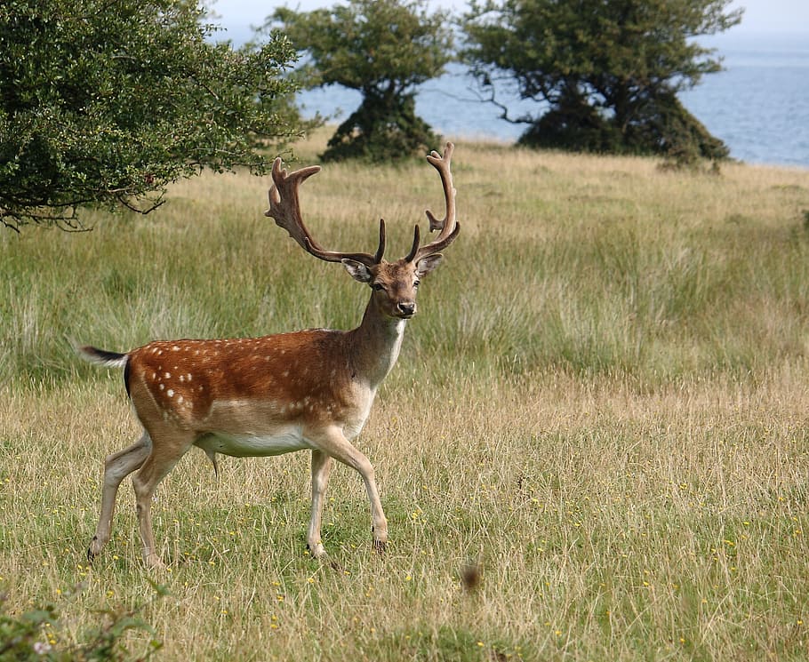 brown and white deer running on green grass field during daytime