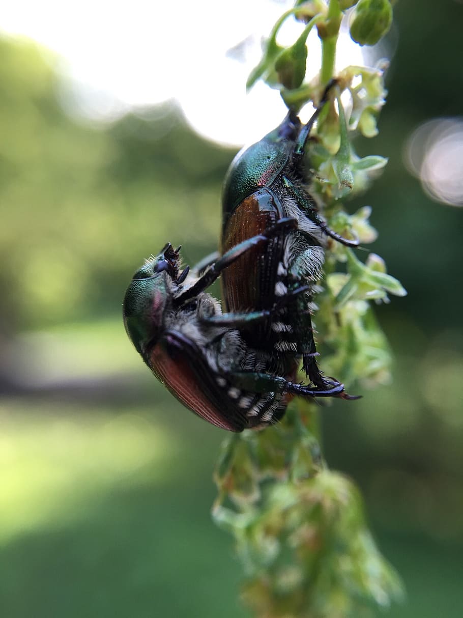 beetle, love, nature, bug, insect, cute, garden, macro, natural HD wallpaper