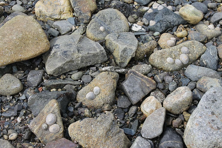 rocks, sea shells, seashore, rock - object, fossil, nature HD wallpaper