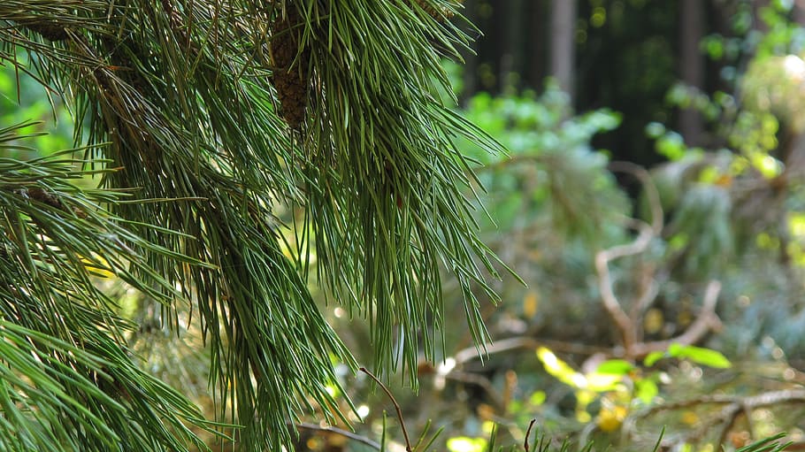 pine, spruce, pine cone, needles, iglak, christmas headdress HD wallpaper