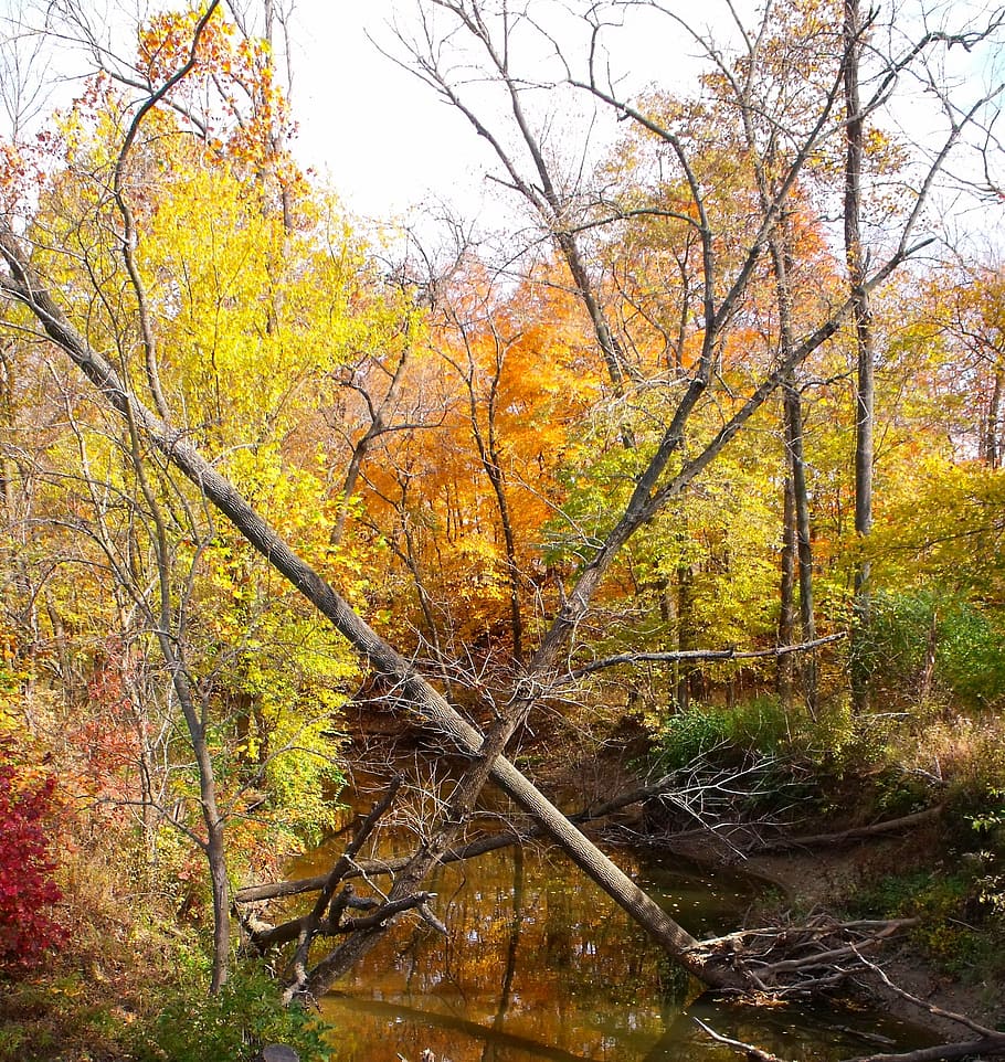 forest, dead trees, green, summer, water, autumn, nature, yellow HD wallpaper