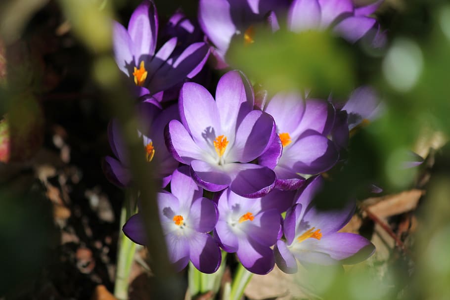 spring, purple, crocus, flowers, close, purple flower, seasons HD wallpaper