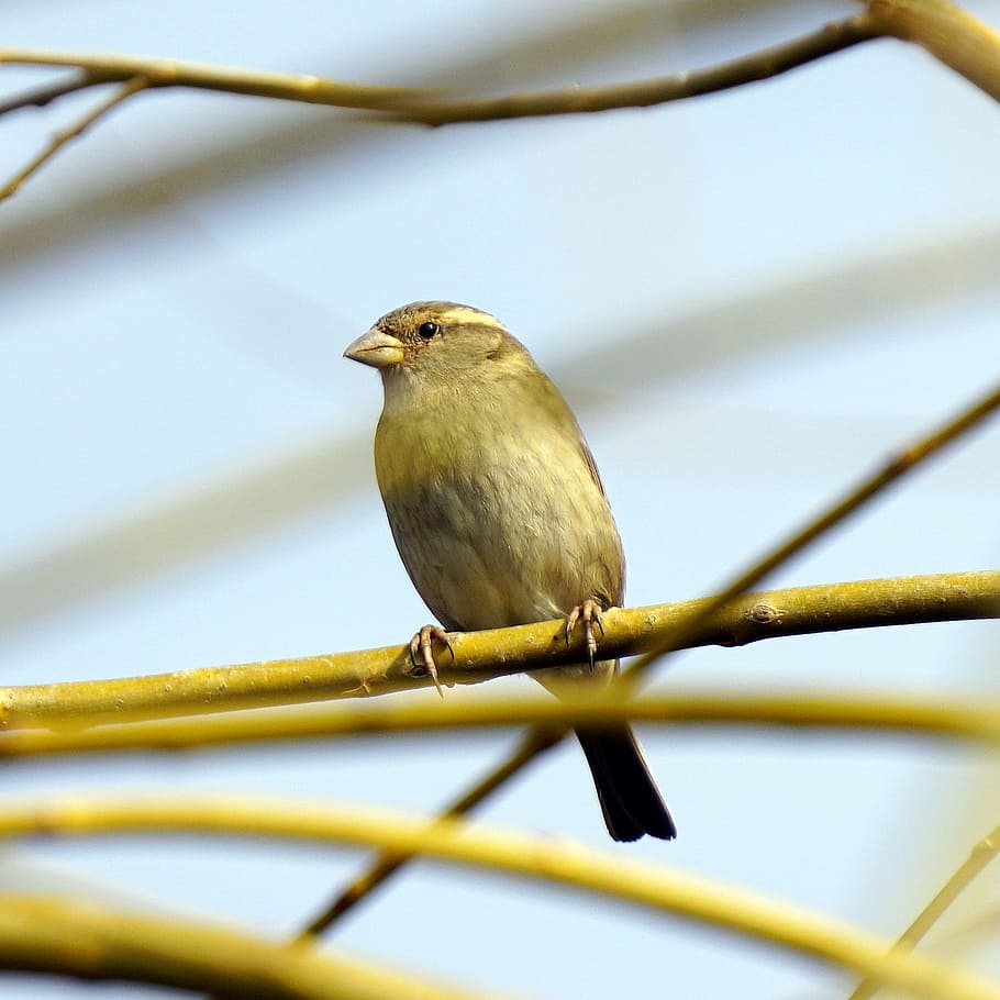 sparrow, bird, ave, wings, peak, dom, young, animal, little bird HD wallpaper