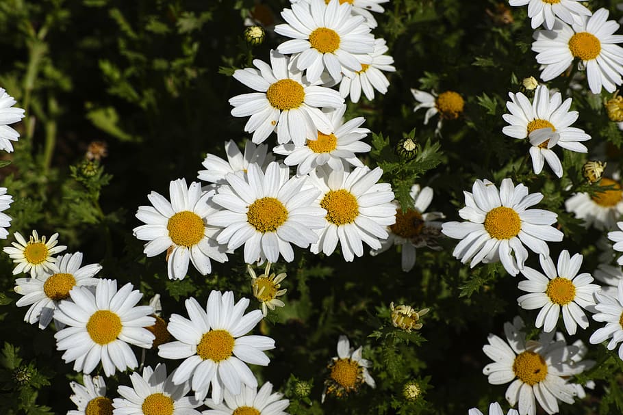 daisy, flower, spring, macro, nature, close, travel, flower picture HD wallpaper