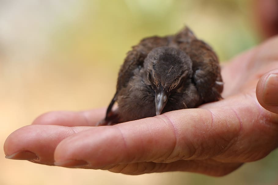 nature, bird, human hand, one animal, human body part, holding HD wallpaper