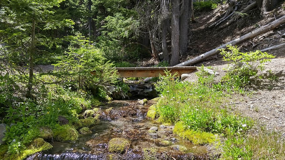 stream, water, river, flow, forest, wood, flowing, nature, creek HD wallpaper