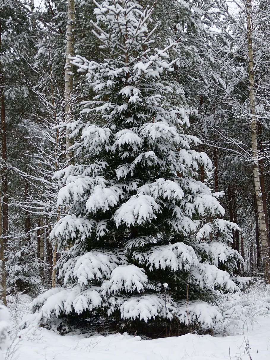 gran, winter, snow, forest, cold temperature, tree, plant, beauty in nature HD wallpaper